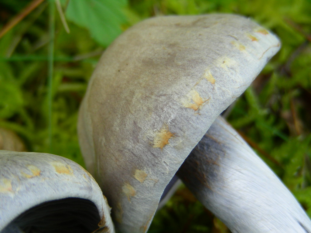 Cortinarius lebretonii.